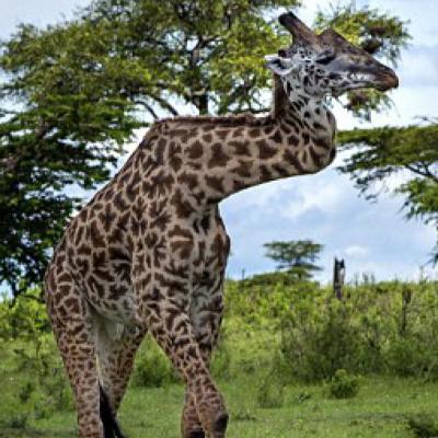 Animales Que Sobrevivieron Lo Imposible