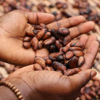 Crisi del cacao Crisi del cacao
