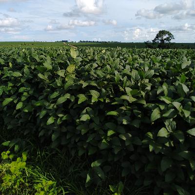 Bovcast #10 - Integração Lavoura-Pecuária Bovcast #10 - Integração Lavoura-Pecuária