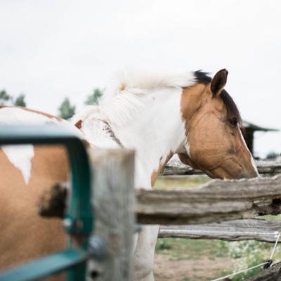 Heels Down Happy Hour 146 - How Do We Make Horse Sport Better? Heels Down Happy Hour 146 - How Do We Make Horse Sport Better?