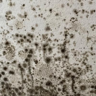 Do You Have A Mould Or Condensation Problem In Your Home?