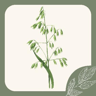 Herb Notes: The Benefits of Oats Herb Notes: The Benefits of Oats