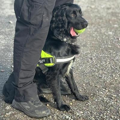 Billy, the drugs detection drug with the West Midlands Police