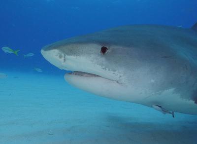 Shark School with Jessica Harvey - Audio
