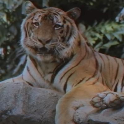 LEFT BOY - DANGEROUS