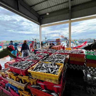 Chuyên gia của bạn - Giải pháp khôi phục sản xuất thủy sản sau bão lũ tại các tỉnh miền Trung Chuyên gia của bạn - Giải pháp khôi phục sản xuất thủy sản sau bão lũ tại các tỉnh miền Trung