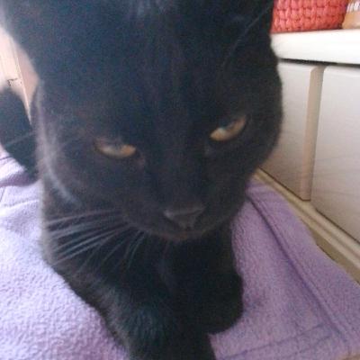 Приезд котёнка Буси