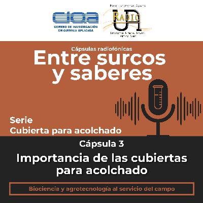 Serie Cubiertas para acolchado: Cápsula 3 - Importancia de las cubiertas para acolchado en la región y reciclado de plásticos agrícolas