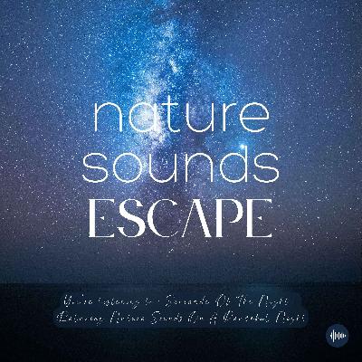 Serenade Of The Night | Relaxing Nature Sounds Under The Moonlight | Relaxing Nature Sounds For Sleep, Meditation, Relaxation, Studying Or Focus | Sleep Music, Sleep Sounds, Owl, Study Music, Zen, Sleep Fast, White Noise, Música Relajante Para Dormir