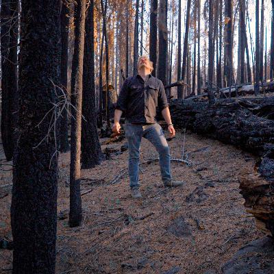 Poisoning the Forest for the Trees