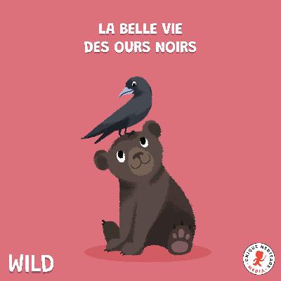 La belle vie des Ours noirs !