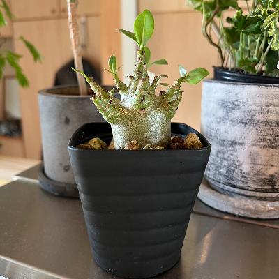 457.ぼてっとした姿がかわいいアデニウム・モンスター 457.ぼてっとした姿がかわいいアデニウム・モンスター