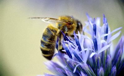 Western Honeybee Western Honeybee