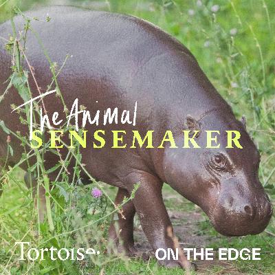 Pygmy hippo: The internet’s chunky best friend