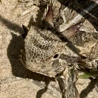 The Horny Toad Returns