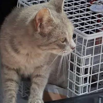 Ξεκίνησε το πρόγραμμα στειρώσεων για τις γάτες της Πάρου