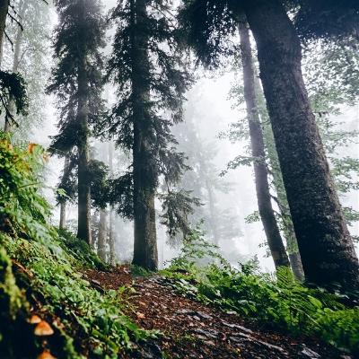 Katak dan Jangkrik Hutan Berangin - Suara Tidur 10 Jam