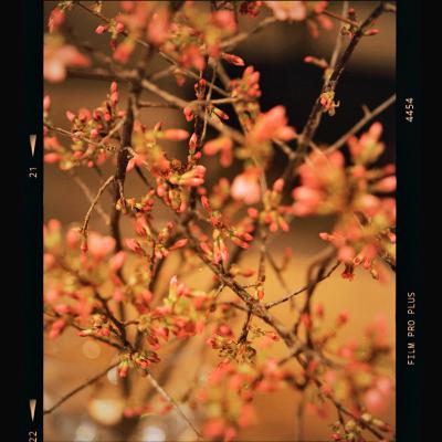 【第17回】桜 [seaon2-2]