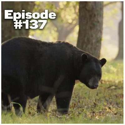 How to bring back bears and wolves