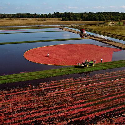 Report: Cranberries are perennials