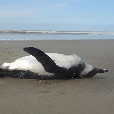 Episódio 24 - Mortalidade de pinguins no litoral gaúcho