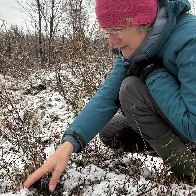 Så förbereder växterna sig för vintern – och fågelforskning i Hudson Bay