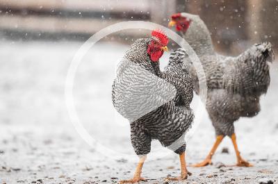 Prepping Your Flock for Severe Weather Prepping Your Flock for Severe Weather