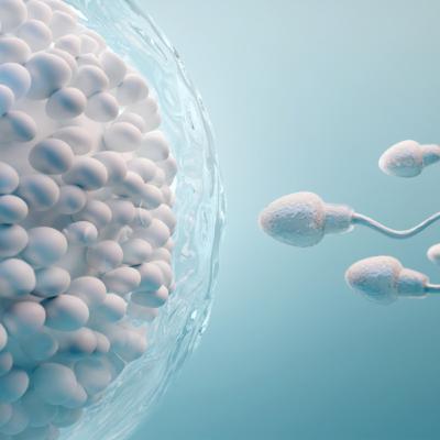 45. rész: A szaporodás 45. rész: A szaporodás