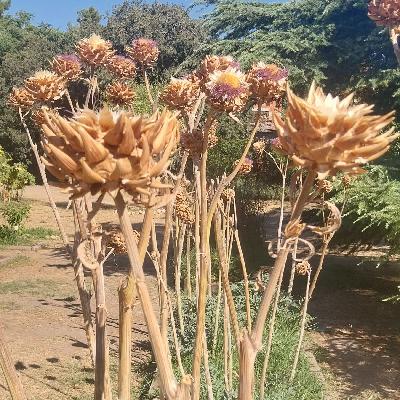 Escribano Palustre - Escapada de otoño - 22/09/25