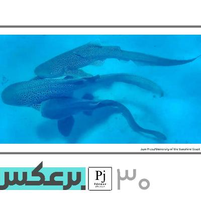 رفتارهای جنسی در دنیای جانوری