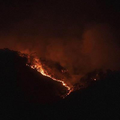 Los incendios forestales, el cambio climático y la reforestación