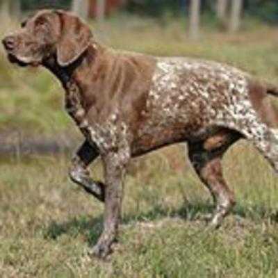 German Shorthaired Pointer
