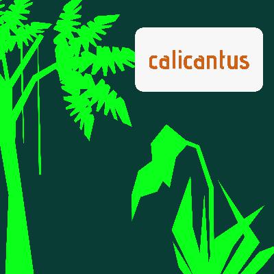 Ecommerce senza confini: la rivoluzione MOR di Calicantus - con Elvis Colla Ecommerce senza confini: la rivoluzione MOR di Calicantus - con Elvis Colla