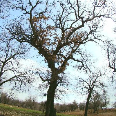 فصول تشدید سرطان