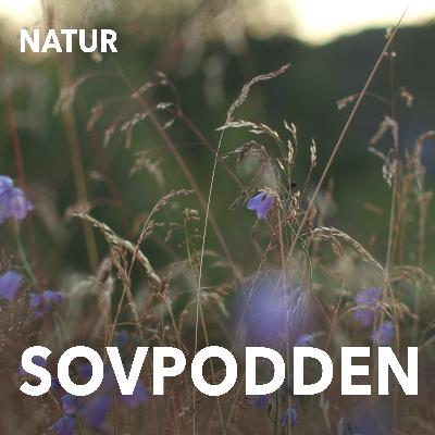 47. Sommarkväll i juli med syrsor 47. Sommarkväll i juli med syrsor