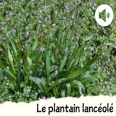 Le plantain lancéolé Le plantain lancéolé