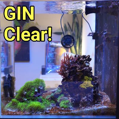I Accidentally Discovered the Secret to PERFECT Water Clarity | The Prestige Reef Dork Show Ep 105