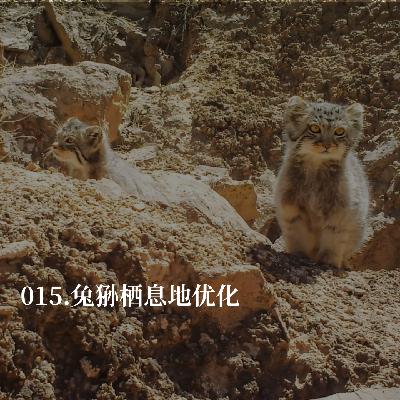015.我们在荒漠里，给野生兔狲盖了一座房子