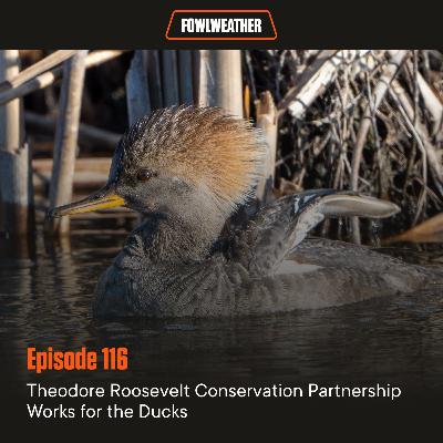 Ep. 116 – Theodore Roosevelt Conservation Partnership Works For The Ducks Ep. 116 – Theodore Roosevelt Conservation Partnership Works For The Ducks
