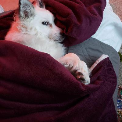 2020 is a year of adaptation, innovation and commitment for the VR industry ft. Azad Balabanian