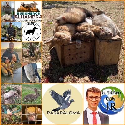 EL MORRAL DEL CAZADOR 31-10-2025 PROG 452 "EL HURON, UN GRAN CAZADOR. SU ORIGEN, CUIDADOS Y LA INICIACIÓN EN LA CAZA" EL MORRAL DEL CAZADOR 31-10-2025 PROG 452 "EL HURON, UN GRAN CAZADOR. SU ORIGEN, CUIDADOS Y LA INICIACIÓN EN LA CAZA"