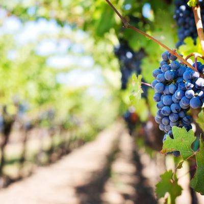 Episode 253: Fruit of Christ in me