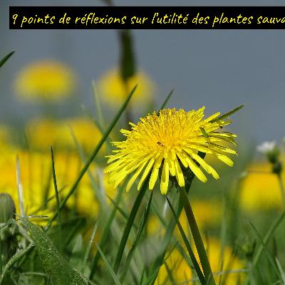 9 points de réflexion sur comment les plantes sauvages changent le monde 9 points de réflexion sur comment les plantes sauvages changent le monde