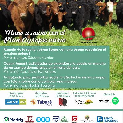 Recría - próximo entore. Capin Annoni. Tojo.