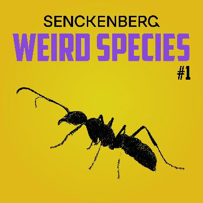 Weird Species #1: Diacamma – the most vicious ant