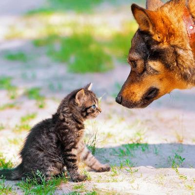 La taille des animaux, l'importance du foie et l'exploration du ciel