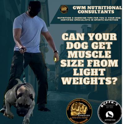 Can your dog gain muscle size from light weights? Can your dog gain muscle size from light weights?