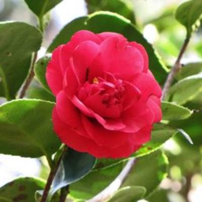 #第1308回 誕生花『サザンカ』2025年11月16日（日）OA（WBS和歌山放送／出演：高岡伸夫、木村恵子）