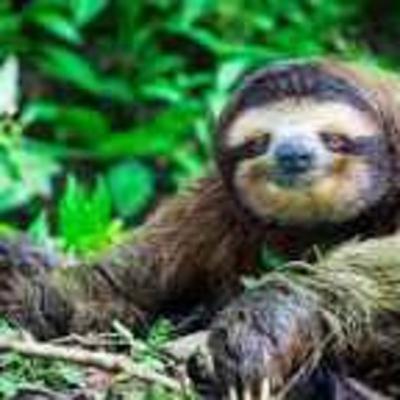 Episode 6 - Fantastic facts about sloths