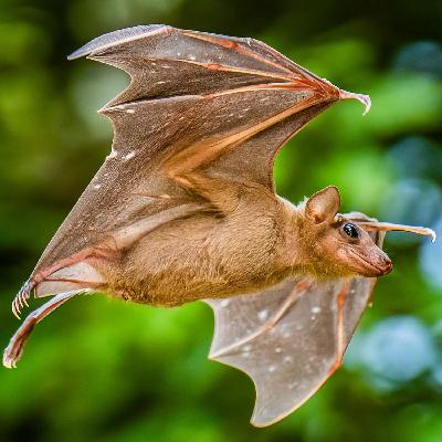 How Animals Build a Sense of Direction